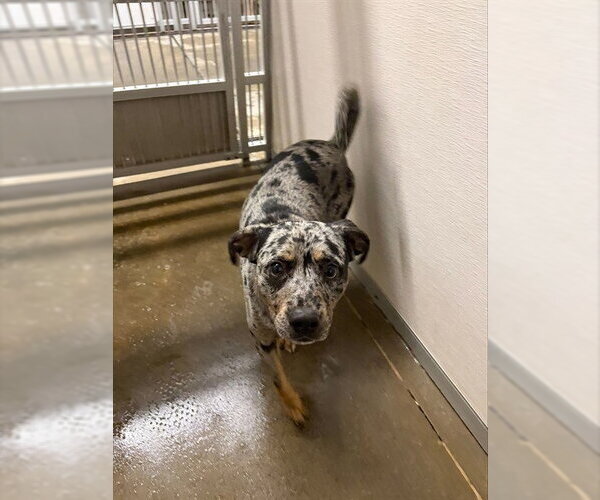 Medium Photo #1 Catahoula Leopard Dog Puppy For Sale in Stockton, CA, USA