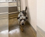 Small Catahoula Leopard Dog
