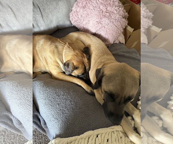 Medium Photo #8 Mastiff Puppy For Sale in Goodyear, AZ, USA