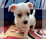 Small Mutt
