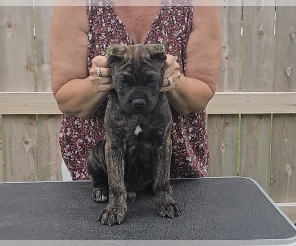 Medium Photo #2 Cane Corso Puppy For Sale in CAMBY, IN, USA