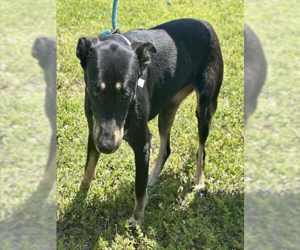 Medium Photo #1 German Shepherd Dog-Unknown Mix Puppy For Sale in Fort Lauderdale, FL, USA