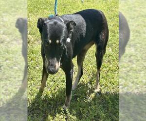 German Shepherd Dog-Unknown Mix Dogs for adoption in Fort Lauderdale, FL, USA