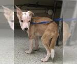 Small American Pit Bull Terrier Mix