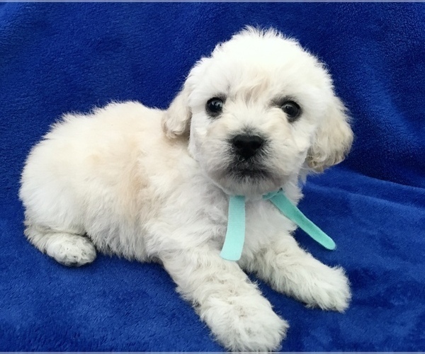 Medium Photo #17 Poodle (Toy) Puppy For Sale in SAFFORD, AZ, USA