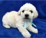 Small Photo #17 Poodle (Toy) Puppy For Sale in SAFFORD, AZ, USA