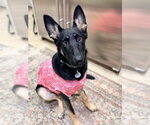 Small #2 German Shepherd Dog