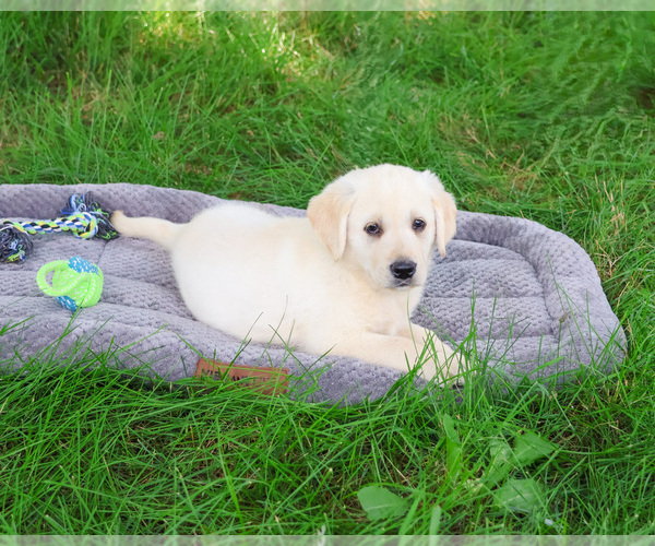 Medium Photo #5 Labrador Retriever Puppy For Sale in SYRACUSE, IN, USA