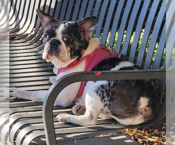 Medium Photo #3 Faux Frenchbo Bulldog Puppy For Sale in Tustin, CA, USA