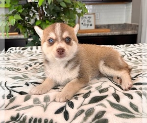 Pomsky Puppy for sale in INDIANAPOLIS, IN, USA