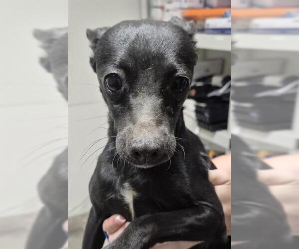 Medium Photo #1 Chihuahua Puppy For Sale in Bakersfield, CA, USA