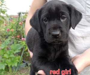 Labrador Retriever Puppy for sale in TAYLORS FALLS, MN, USA