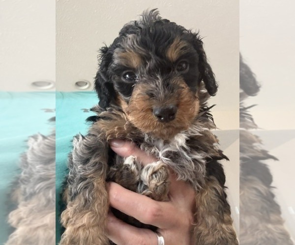 Medium Photo #1 Bernedoodle mix (+ Poodle Standard) Puppy For Sale in WAYLAND, MI, USA