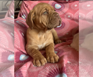 Dogue de Bordeaux Puppy for sale in OTHELLO, WA, USA