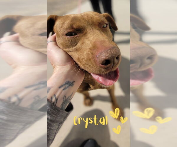 Medium Photo #9 American Pit Bull Terrier-American Staffordshire Terrier Mix Puppy For Sale in Monte Vista, CO, USA