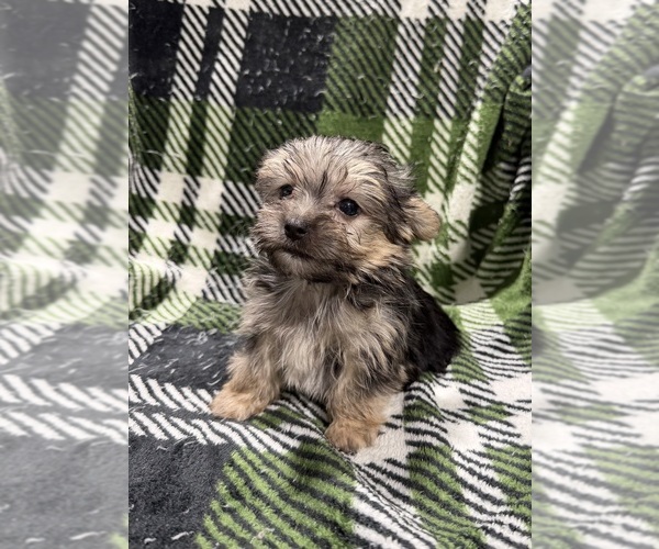 Medium Photo #7 Morkie Puppy For Sale in GUTHRIE, KY, USA