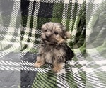 Small #6 Morkie