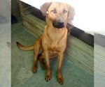 Small Photo #5 Redbone Coonhound-Unknown Mix Puppy For Sale in Apple Valley, CA, USA