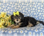 Small Photo #2 Poodle (Miniature)-Shorkie Tzu Mix Puppy For Sale in KIRKWOOD, PA, USA