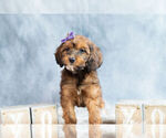 Small #2 Cockapoo