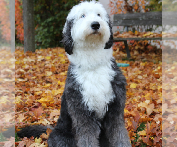 Medium Photo #1 Sheepadoodle Puppy For Sale in RIVERSIDE, CA, USA