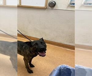 Holland Shepherd-Unknown Mix Dogs for adoption in Martinez, CA, USA