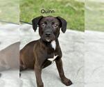 Small Black Mouth Cur Mix