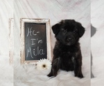 Small Photo #1 Golden Shepherd Puppy For Sale in CHAMBERSBURG, PA, USA
