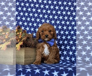 Cavapoo Puppy for sale in OXFORD, PA, USA