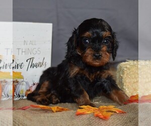 Cavapoo Puppy for sale in SUNBURY, PA, USA