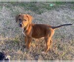 Small Photo #18 Boxer-Unknown Mix Puppy For Sale in McKinney, TX, USA