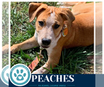 Small Photo #3 Mutt Puppy For Sale in Kimberton, PA, USA