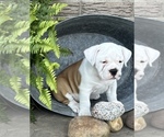 Puppy Sophie Beagle-English Bulldog Mix