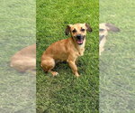 Small #1 Chihuahua