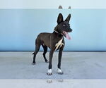 Small #1 Border Collie