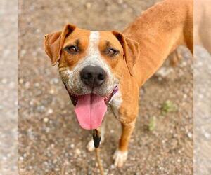 English Coonhound Dogs for adoption in Aurora, CO, USA