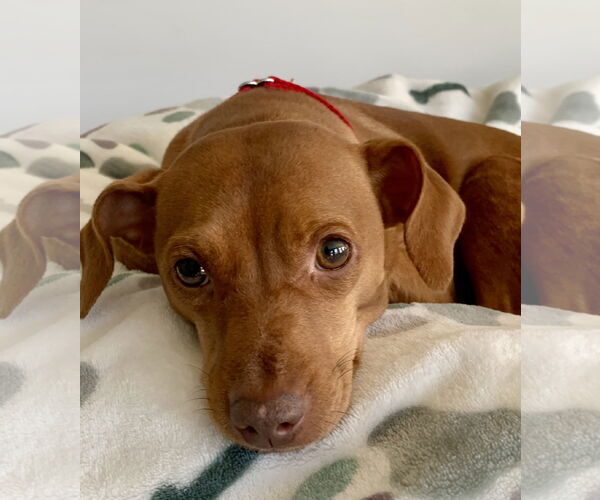 Medium Photo #1 Miniature Pinscher-Unknown Mix Puppy For Sale in Oakhurst, NJ, USA