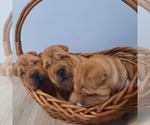 Small #8 Chinese Shar-Pei
