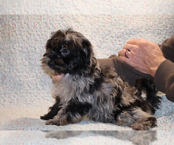 Medium Photo #9 Yorkiepoo mix (+ Poodle Toy) Puppy For Sale in DYERSBURG, TN, USA