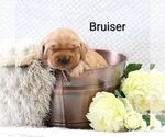 Small #6 Golden Retriever