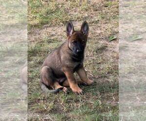 German Shepherd Dog Puppy for sale in LOGANVILLE, GA, USA