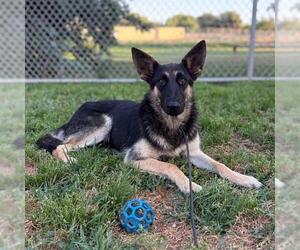 German Shepherd Dog Dogs for adoption in Modesto, CA, USA