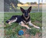 Small German Shepherd Dog