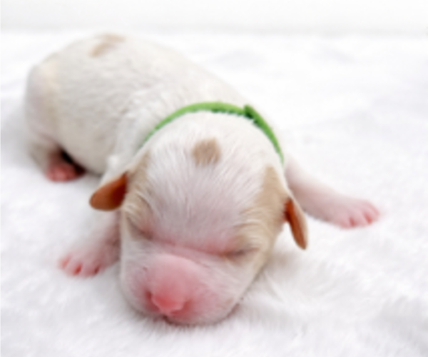 Medium Photo #23 Goldendoodle Puppy For Sale in LAFAYETTE, LA, USA