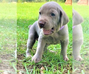 Weimaraner Puppy for sale in DEFUNIAK SPRINGS, FL, USA