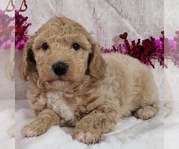 Medium Photo #1 Bichpoo Puppy For Sale in ARTHUR, IL, USA
