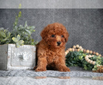 Small #2 Poodle (Miniature)