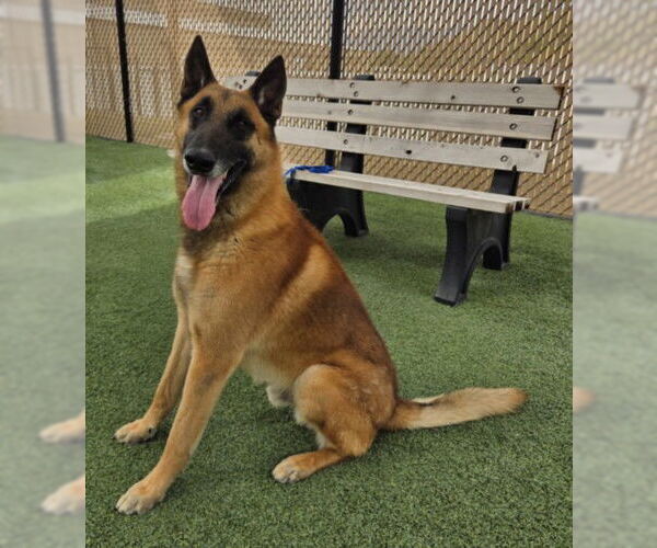 Medium Photo #2 Mutt Puppy For Sale in Norco, CA, USA