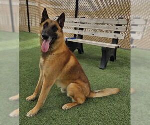 BULLET - Male Mutt Dog for Adoption - Photo #2