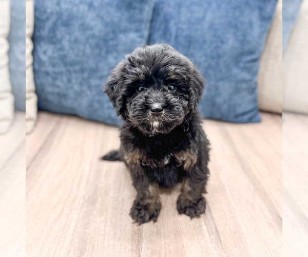 Medium Photo #2 Bernedoodle (Miniature) Puppy For Sale in DUNDEE, OH, USA